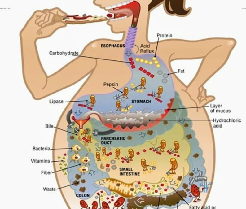 We are not only what we eat, but how and what we digest